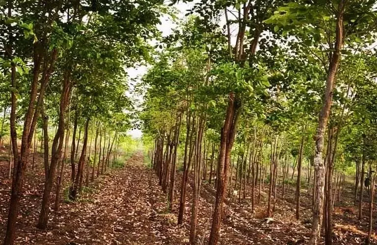 Red-Sandal-Farm-Land-Vinukonda